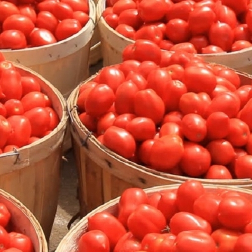 Red Tomato