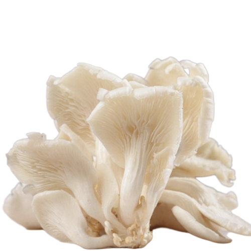 Oyster Mushroom