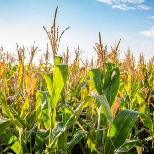 Maize By Neelam Khad Beej Bhandar