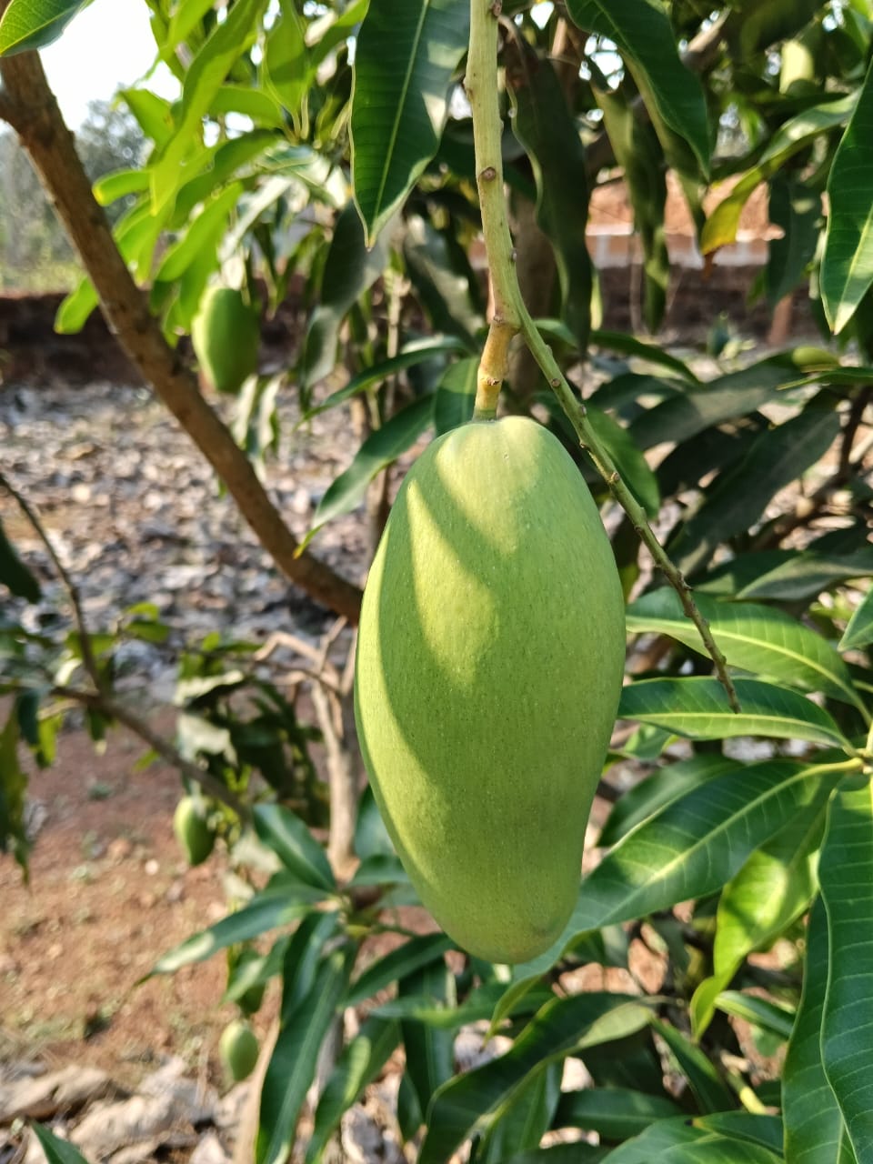Dashehari Mango
