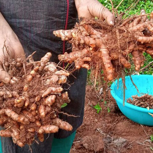 Organic Turmeric Root - Product Type: Fresh
