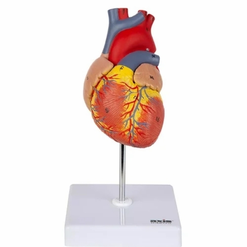 Human Heart Model
