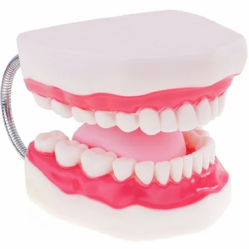 Human Teeth Model