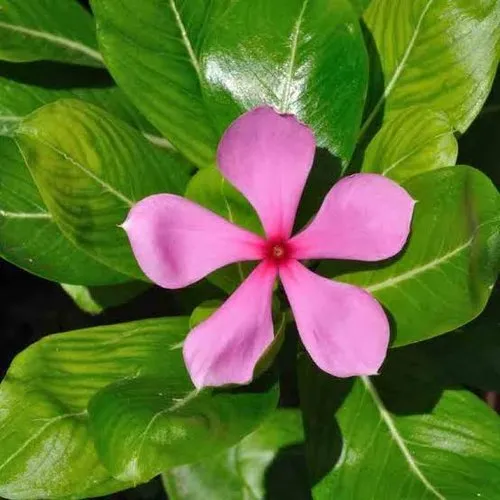 Vinka Alkaloids Extract Powder - Shelf Life: 2 Years