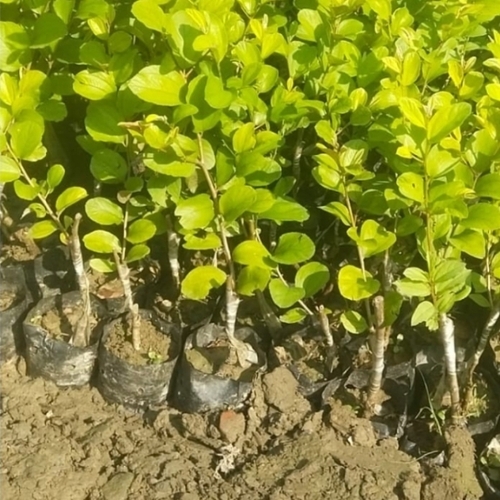 Apple Ber Plants
