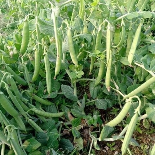Hybrid Pea Seeds