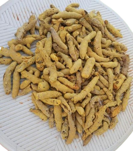 Single Polished Yellow Turmeric Finger