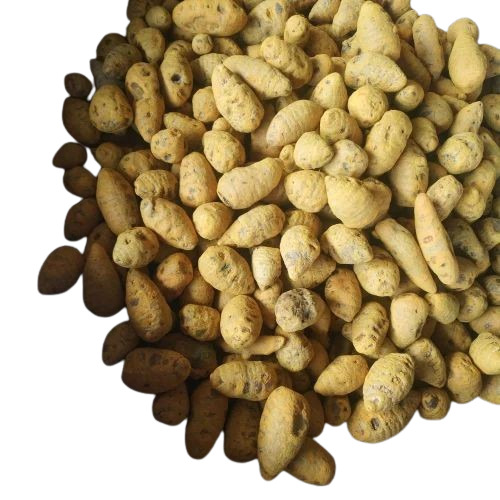 Yellow Turmeric Bulb Finger