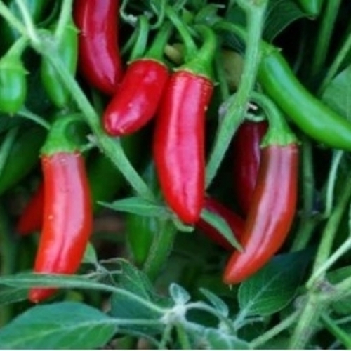 Chilli Peppers 