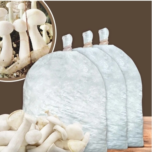 Milky Mushroom