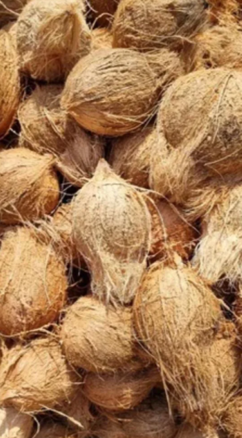 Coconut (Origin of Goa)