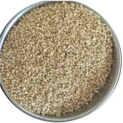 Drought Resistant Millet Seed