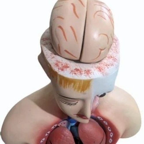 Pvc Human Body Torso