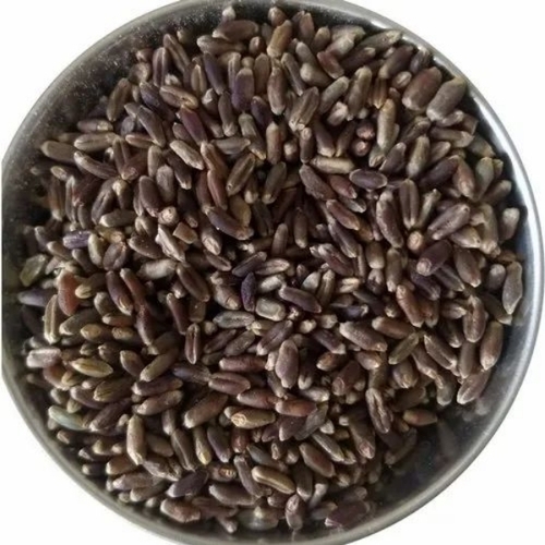 Black Wheat Seed