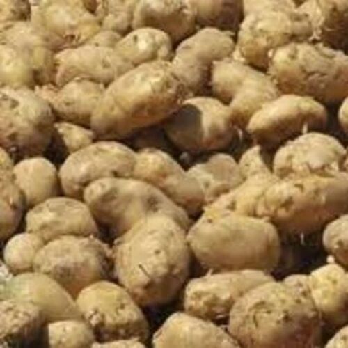 Brown Fresh Potato