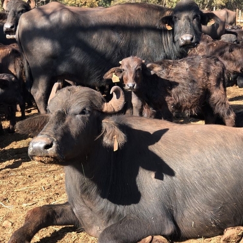Buffalo