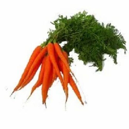 Fresh Carrot