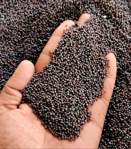 Organic Black Mustard Seeds - Grade: A-Grade
