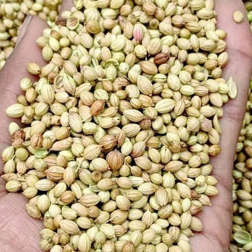 Organic Coriander Seed - Grade: A-Grade