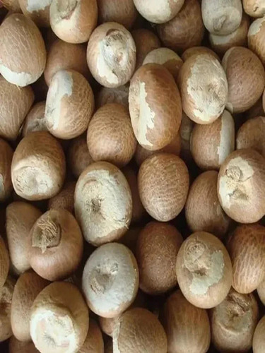 Organic Whole Betel Nut - Grade: A-Grade