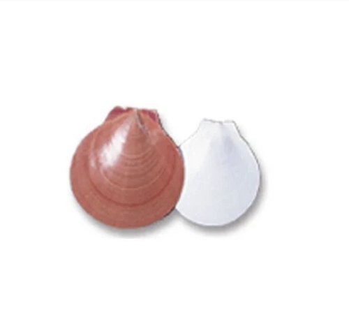 Amusium Medium Shells