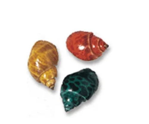 Babylonia Dyed Shells