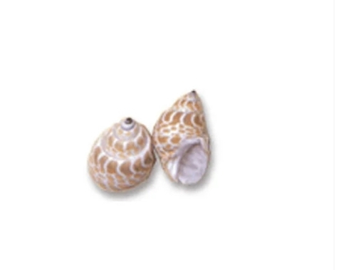 Babylonia Spirata Medium Shells