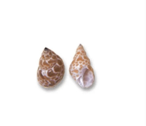 Babylonia Zeylanica Medium Shells