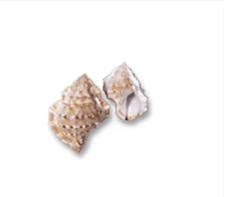 Bursa Crumena Medium Shells