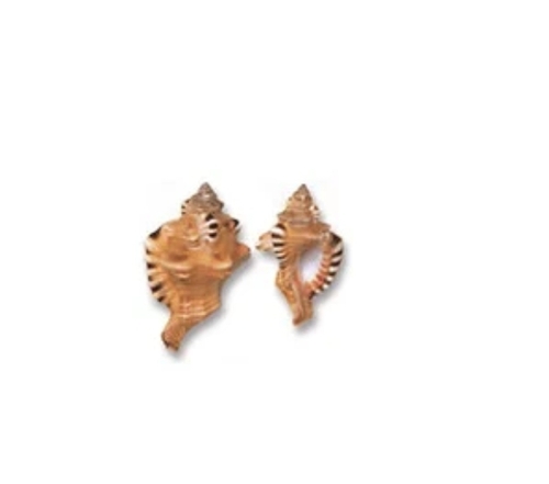 Cymatium Rerryi Large Shells