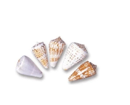 Large Shells