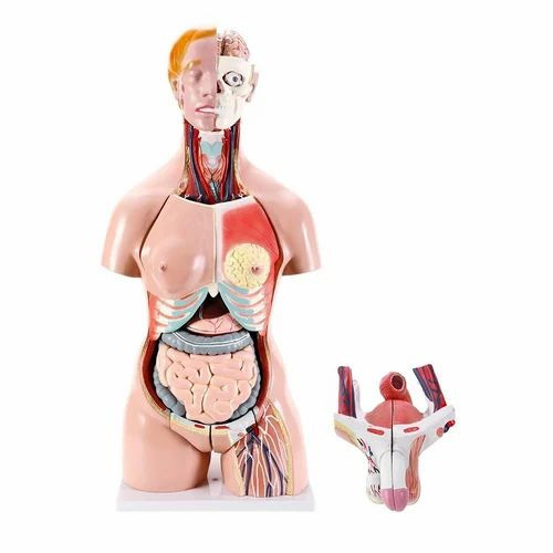 Nursing Training Models