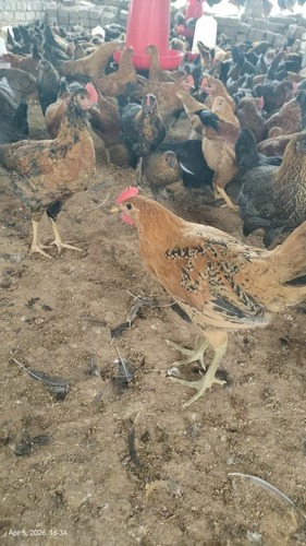 Sonali Chicken