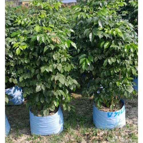 China Doll Plant