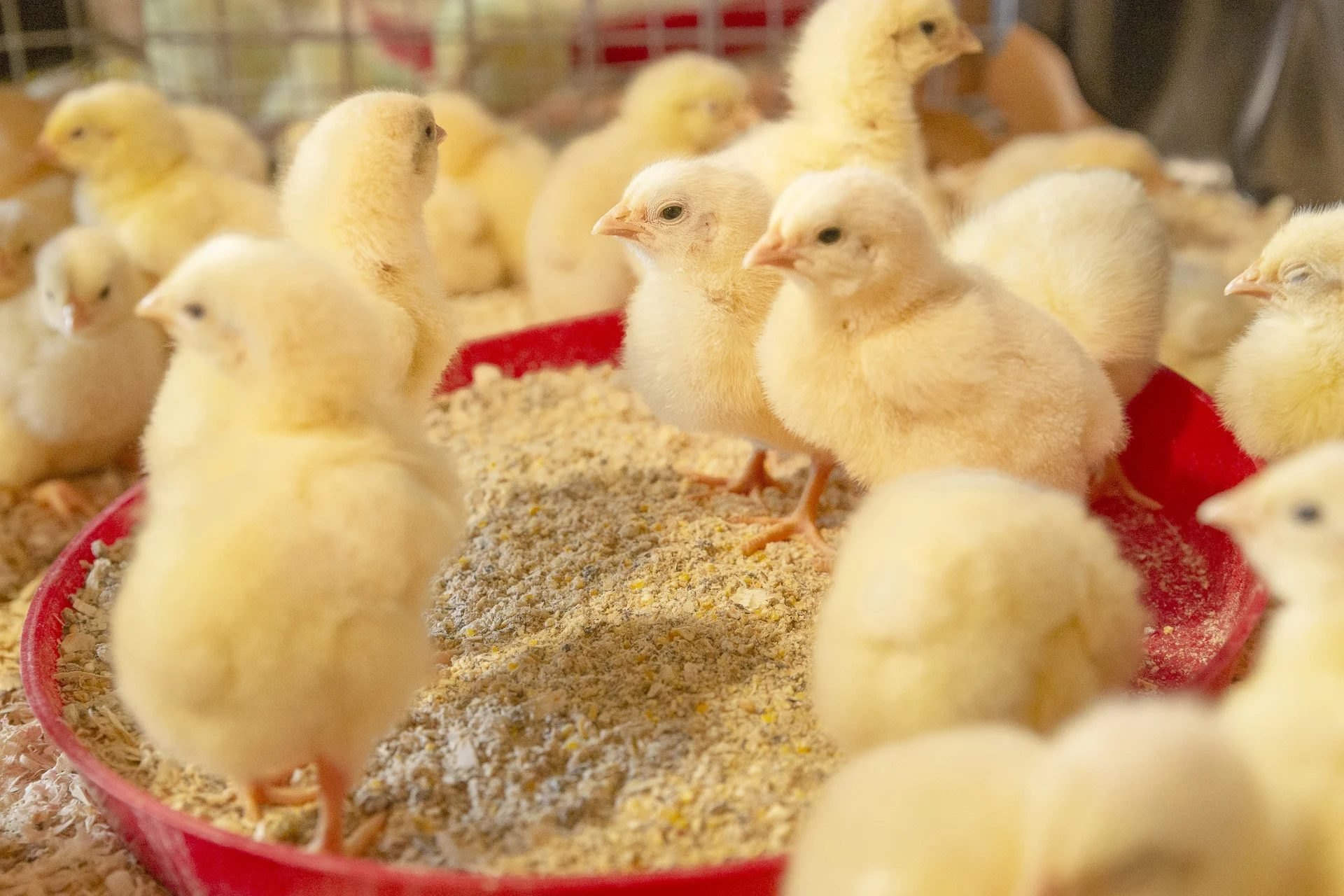 Day Old Bv 380 Chicks