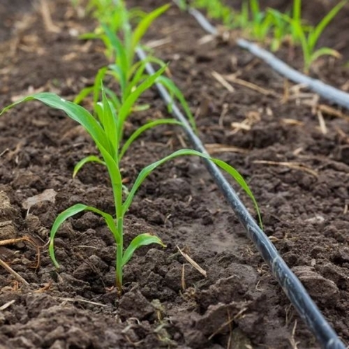 Drip Irrigation System Inline