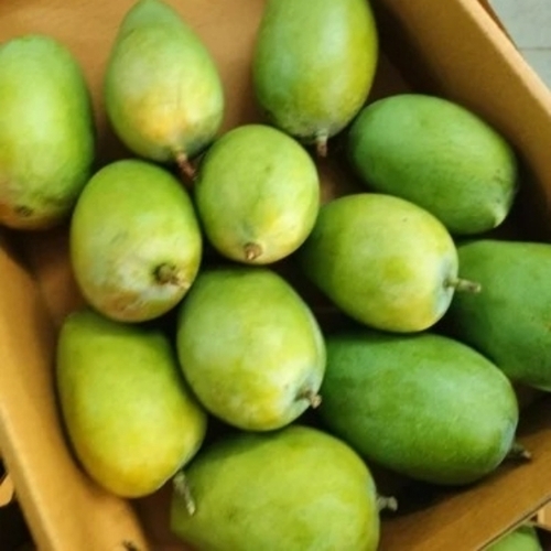 Fiberless Texture Gir Kesar Mango