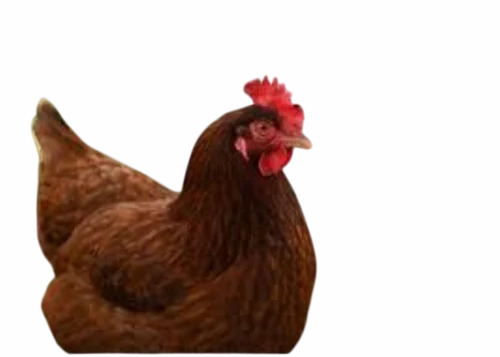 1.5 Kg Rhode Island Red Chick