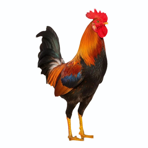 1.5 Kg Sonali Desi Poultry Farm Chicks