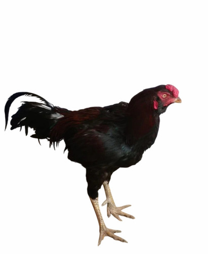 1 Kg Day Old Aseel Chick