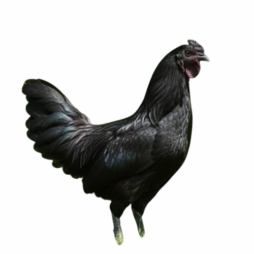 1 Kg Kadaknath Chicks