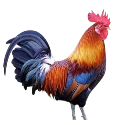 1 Kg Sonali Desi Poultry Farm Chicks