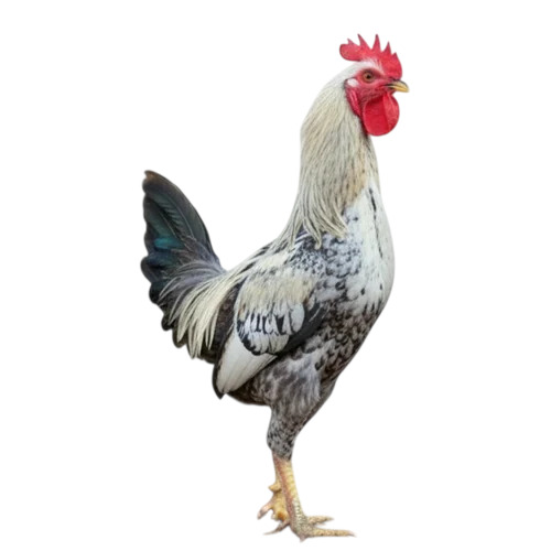 2 Kg Ultra Sonali Desi Poultry Farm Chicks