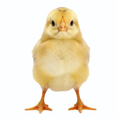 30g Broiler Chick