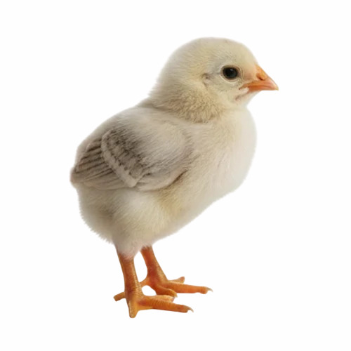 35g Broiler Chick