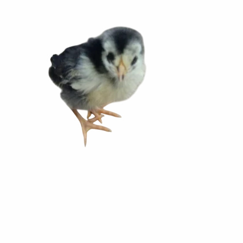 40g Broiler Chick