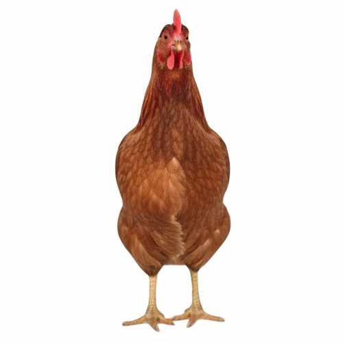 500g Kuroiler FFG Poultry Farm Chicks