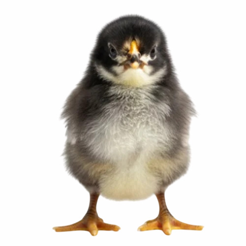 50g Broiler Chick
