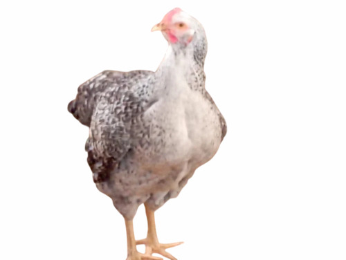550g Kuroiler FFG Poultry Farm Chicks