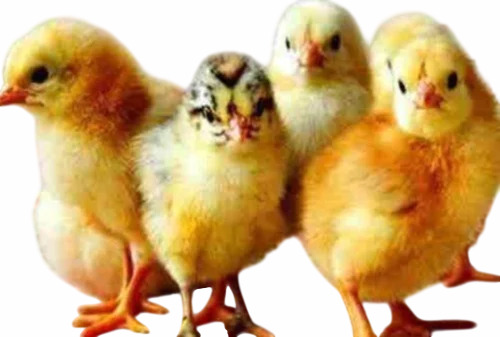 55g Broiler Chick